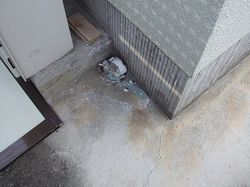 犬走り